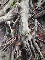 Tree roots